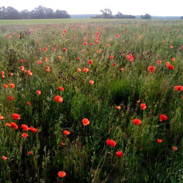 Eine Mohnwiese mit vielen roten Mohnblumen